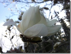 magnolia2012